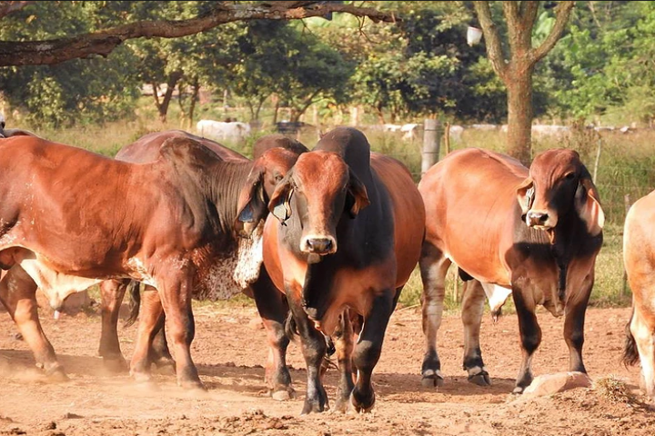 gallery/brahman