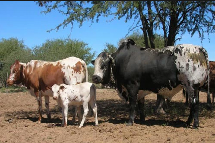 gallery/nguni1