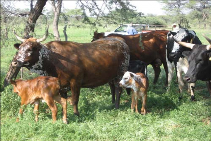 gallery/nguni3