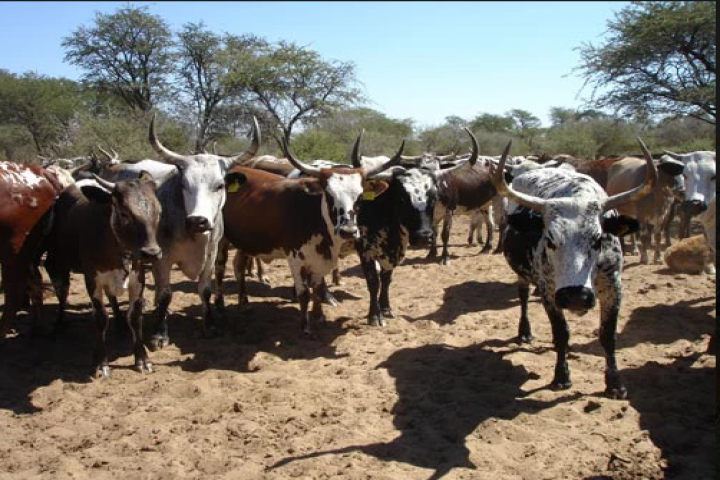 gallery/nguni2